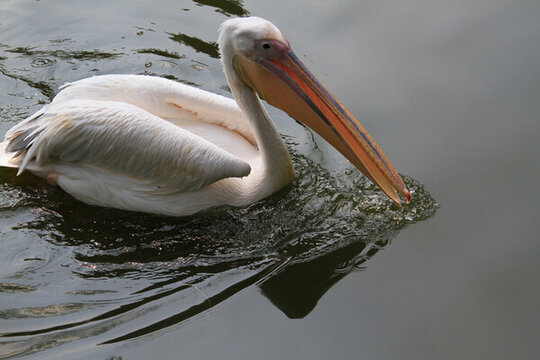 動(dòng)物園鵜鶘