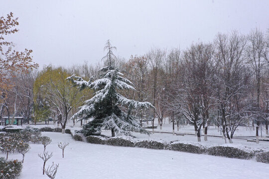 雪后的樹林