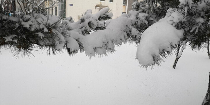 積雪的松枝