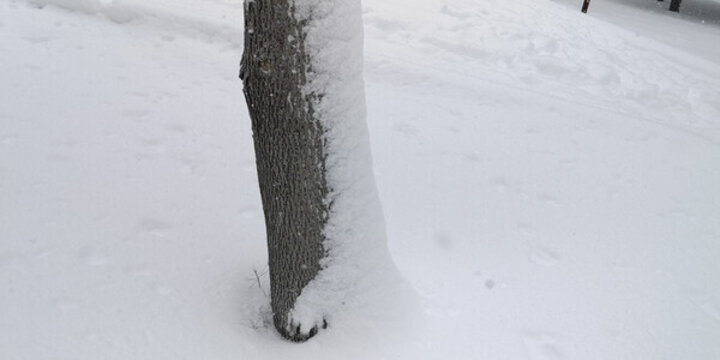 積雪的松枝