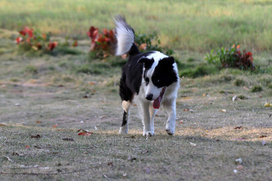 中型犬帥氣牧羊犬