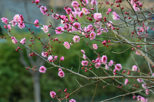 臘梅花