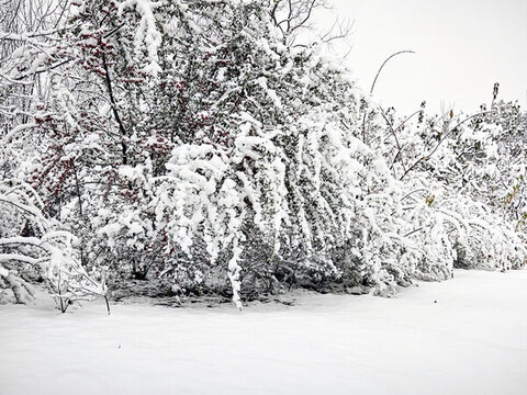 暴雪天氣樹上厚厚的積雪