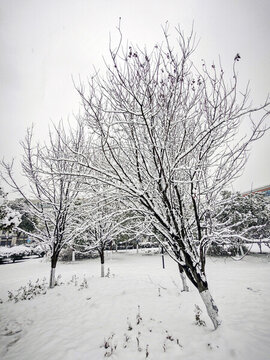 暴雪天氣樹上厚厚的積雪