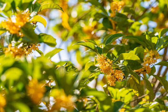 盛開(kāi)的桂花
