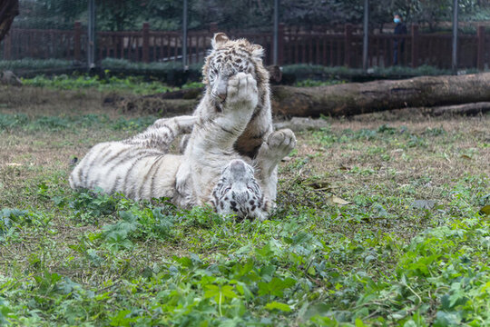 两只幼年白虎在草坪上打架