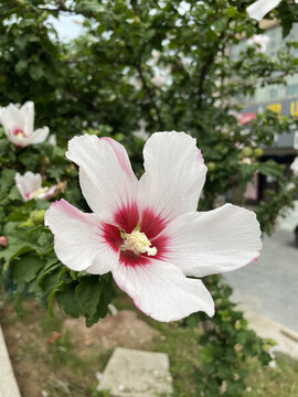 木槿花