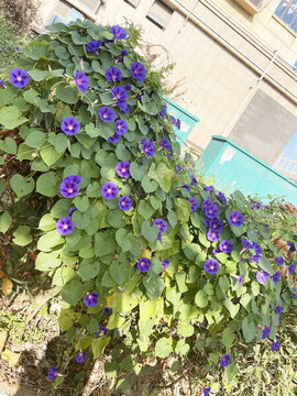 牽牛花