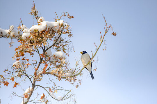 濟(jì)南冬天泉城公園雪景紅葉小鳥