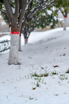 中國開封七盛角水系冬天雪景