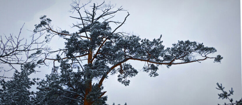 雪壓松枝