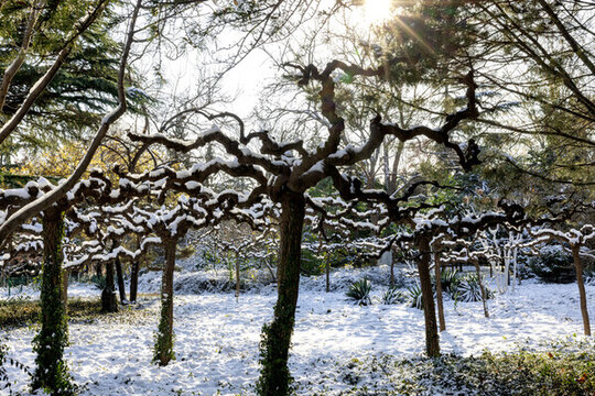 濟(jì)南百花公園雪景