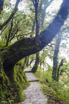 金山原始森林