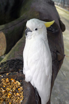 葵花鳳頭鸚鵡
