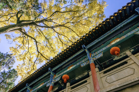 云南昆明文庙中式古典建筑与树