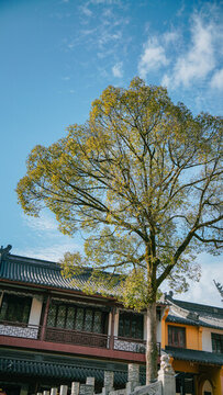 寧波奉化雪竇寺一棵樹(shù)