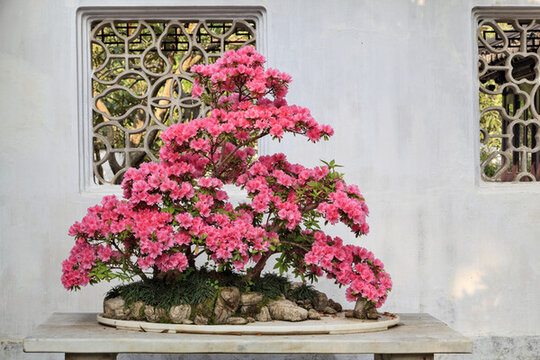 杜鵑花盆景