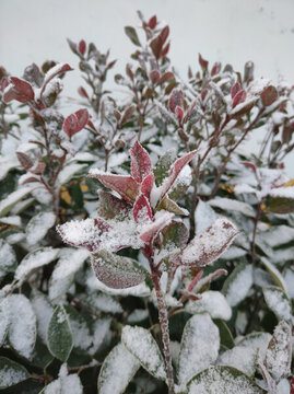 雪后綠化帶