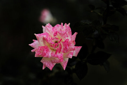 月季花