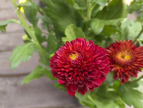 紅色菊球花