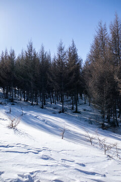 雪中林區(qū)