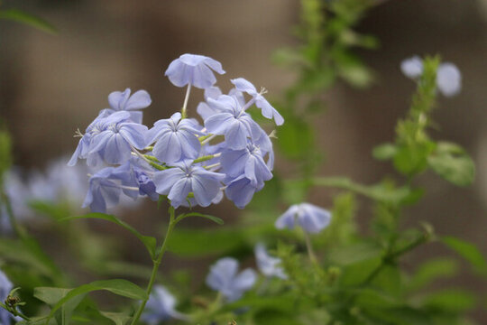 藍(lán)花丹