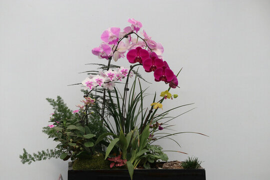 花卉盆景
