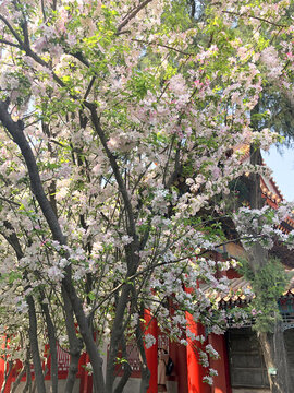 北京故宮春天櫻花