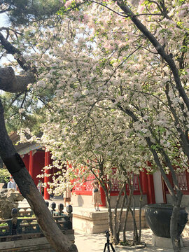 北京故宮春天櫻花盛開(kāi)