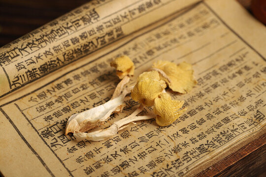 雞油菌特寫