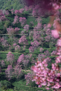 無量山櫻花