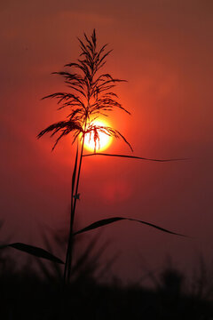 蘆花夕照