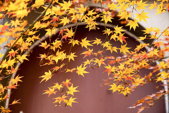 黃色楓樹