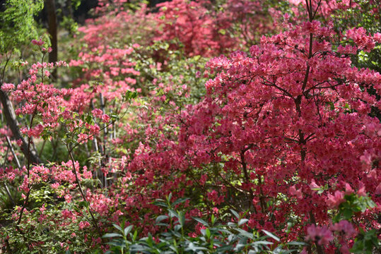 杜鵑花開