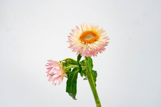 麥稈菊