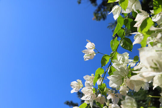 曼聽公園
