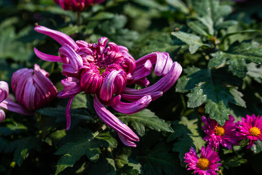 菊花