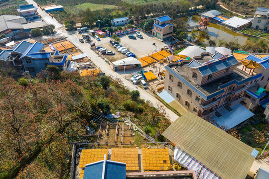 廣西平樂大塘口村打造柿子專業(yè)村