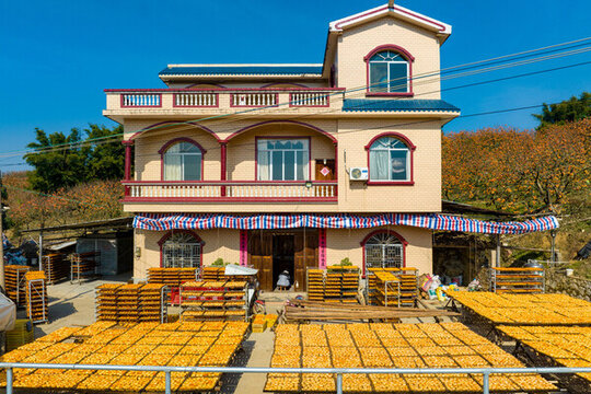 廣西平樂大塘口村打造柿子專業(yè)村