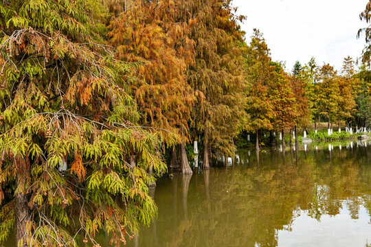 秋天树林与湖水的颜色
