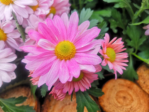 菊花