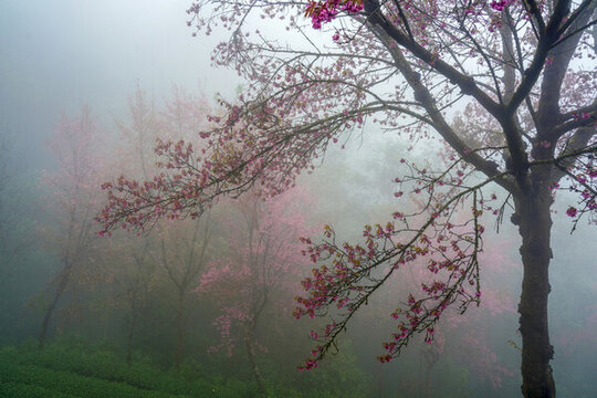 櫻花谷