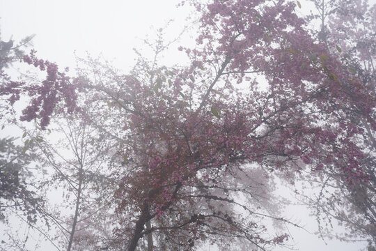 櫻花谷