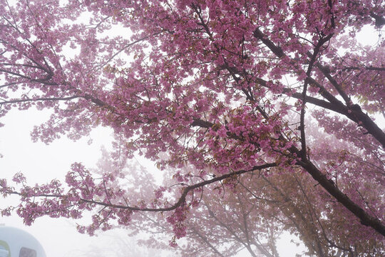 櫻花谷
