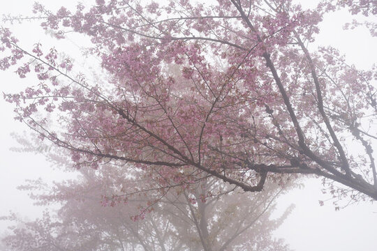 櫻花谷