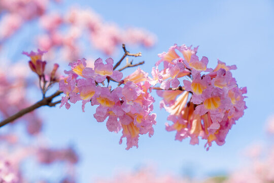 紫花風(fēng)鈴木花