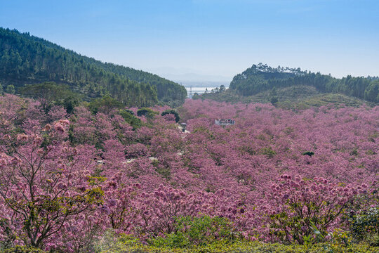 紫花風鈴木花