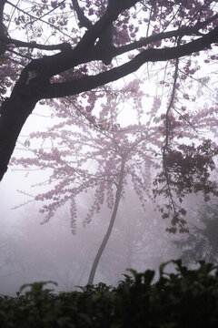櫻花谷