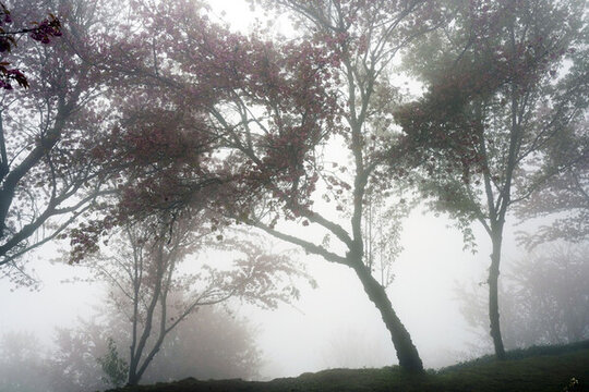櫻花谷