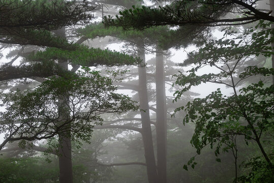 黃山松林
